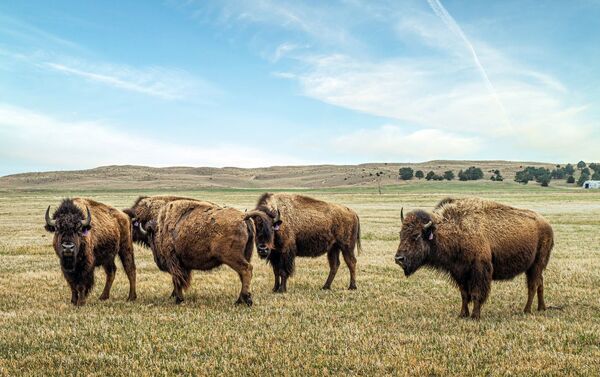 A herd of buffalo